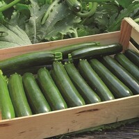 Graines potagères COURGETTE de diversification APOGIA F1 (Cucurbita pepo Sebring F1) - Graineterie A. DUCRETTET