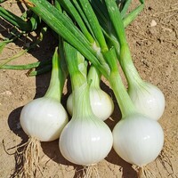Graines potagères OIGNON CORA (Allium cepa) - Graineterie A. DUCRETTET