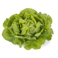 LAITUE POMMEE - plein champ LAITUE POMMEE - plein champ-ABELLINA (Lactuca sativa)-Graines enrobées non traitées - Graineterie A. DUCRETTET