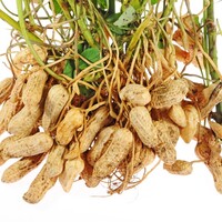 Production Biologique - CACAHUETE - Graineterie A. DUCRETTET