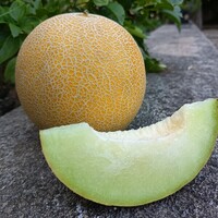 Graines potagères MELON DURERO F1 (Cucumis melo) - Graineterie A. DUCRETTET
