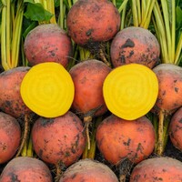 Graines potagères BETTERAVE AMARELLY F1 (Beta vulgaris) - Graineterie A. DUCRETTET