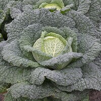 Graines potagères CHOU DE MILAN VERDELIO F1 (Brassica oleracea capitata saubadan) - Graineterie A. DUCRETTET