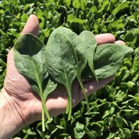 Graines potagères EPINARD REGOR F1 (Spinacia oleracea) - Graineterie A. DUCRETTET