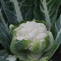 Graines potagères CHOU-FLEUR GUIDELINE F1 (Brassica oleracea var. botrytis) - Graineterie A. DUCRETTET