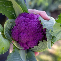 Graines potagères CHOU-FLEUR HIPSTER F1 (Brassica oleracea var. botrytis) - Graineterie A. DUCRETTET