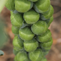 Graines potagères CHOU DE BRUXELLES MARTINUS F1 (Brassica oleracea botrytis cymosa) - Graineterie A. DUCRETTET