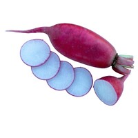 Graines potagères RADIS RAVE RR 6815 F1 (Raphanus sativus) - Graineterie A. DUCRETTET