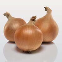 Graines potagères OIGNON HYSKY F1 (Allium cepa) - Graineterie A. DUCRETTET