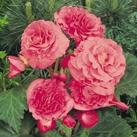 BEGONIA TUBEREUX BEGONIA TUBEREUX-NON STOP F1 (Begonia tuberhybrida (ou tuberosa))-rose foncé, graines enrobées - Graineterie A. DUCRETTET