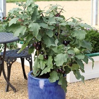 Graines de fleurs AUBERGINE pour potée JACKPOT (Solanum melongena) - Graineterie A. DUCRETTET