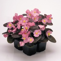 Graines de fleurs BEGONIA SEMPERFLORENS FAST F1 (Begonia semperflorens) - Graineterie A. DUCRETTET