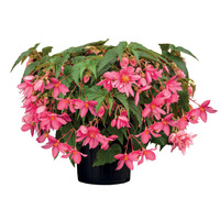  BEGONIA HYBRIDE BEGONIA HYBRIDE-FUNKY (Begonia hybrida)-rose - Graineterie A. DUCRETTET