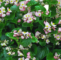 Graines de fleurs BEGONIA HYBRIDE INFERNO F1 (Begonia semperflorens) - Graineterie A. DUCRETTET