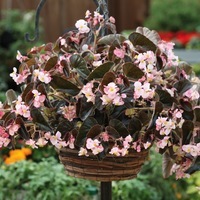 Graines de fleurs BEGONIA HYBRIDE IKON F1 (Begonia hybrida) - Graineterie A. DUCRETTET