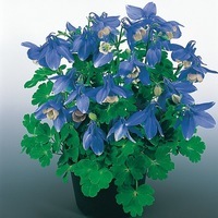  ANCOLIE ANCOLIE-CAMEO F1 (Aquilegia flabellata)-bleu et blanc - Graineterie A. DUCRETTET