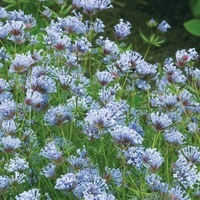  ASPERULA ASPERULA-ORIENTALIS (Asperula orientalis)-bleu lavande - Graineterie A. DUCRETTET