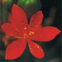 Graines de fleurs BELAMCANDA BELAMCANDA (Belamcanda chinensis) - Graineterie A. DUCRETTET