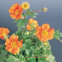  BENOITE BENOITE-KOI (Geum coccineum)-orange vif - Graineterie A. DUCRETTET