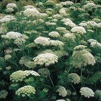  AMMI AMMI-VISNAGA (Ammi visnaga)-vert à blanc pur - Graineterie A. DUCRETTET