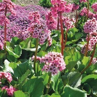 Graines de fleurs BERGENIA BERGENIA (Bergenia cordifolia) - Graineterie A. DUCRETTET