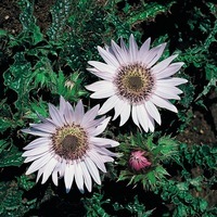 Graines de fleurs vivaces - BERKHEYA - Graineterie A. DUCRETTET