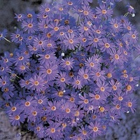 Graines de fleurs BRACHYCOME SPLENDOUR (Brachycome(ou Brachyscome) iberidifolia) - Graineterie A. DUCRETTET