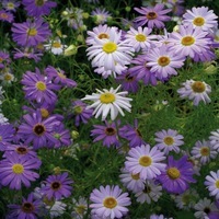  BRACHYCOME BRACHYCOME-SPLENDOUR (Brachycome(ou Brachyscome) iberidifolia)-mélange de coloris rose, pourpre et violet - Graineterie A. DUCRETTET