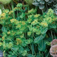 Graines de fleurs Annuelles - BUPLEURUM ou BUPLEVRE - Graineterie A. DUCRETTET