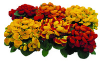 Graines de fleurs CALCEOLAIRE HYBRIDE DAINTY F1 (Calceolaria hybrida) - Graineterie A. DUCRETTET
