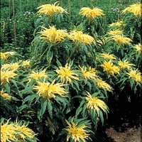 Graines de fleurs AMARANTHE AURORA (Amaranthus tricolor) - Graineterie A. DUCRETTET