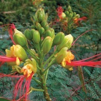 Graines de fleurs CAESALPINIA (ou POINCIANA) CAESALPINIA GILIESII (Caesalpinia giliesii (poinciana)) - Graineterie A. DUCRETTET
