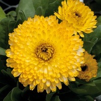 Graines de fleurs CALENDULA (SOUCI) COSTA (Calendula officinalis) - Graineterie A. DUCRETTET