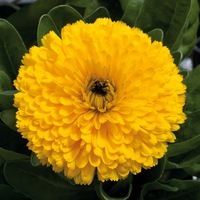 Graines de fleurs CALENDULA (SOUCI) COSTA (Calendula officinalis) - Graineterie A. DUCRETTET