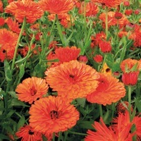 Graines de fleurs CALENDULA (SOUCI) TOUCH OF RED (Calendula officinalis) - Graineterie A. DUCRETTET