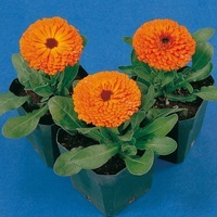 Graines de fleurs CALENDULA (SOUCI) CALYPSO (Calendula officinalis) - Graineterie A. DUCRETTET