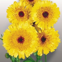 Graines de fleurs CALENDULA (SOUCI) PRINCESSE A COEUR NOIR (Calendula officinalis) - Graineterie A. DUCRETTET