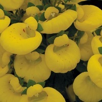 Graines de fleurs CALCEOLAIRE RUGUEUSE GOLDEN BUNCH (Calceolaria integrifolia (rugosa)) - Graineterie A. DUCRETTET