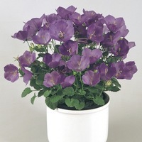Graines de fleurs CAMPANULE PEARL (Campanula carpatica) - Graineterie A. DUCRETTET