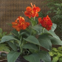  CANNA CANNA-SOUTH PACIFIC F1 (Canna indica)-écarlate - traité - Graineterie A. DUCRETTET