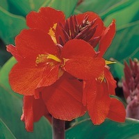  CANNA CANNA-TROPICAL (Canna indica)-rouge - Graineterie A. DUCRETTET