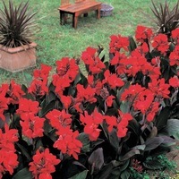 Graines de fleurs Annuelles - CANNA - Graineterie A. DUCRETTET