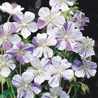 Graines de fleurs GERANIUM SPLISH SPLASH (Geranium pratense) - Graineterie A. DUCRETTET