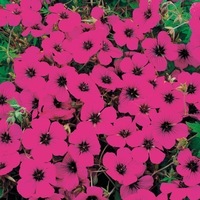 Graines de fleurs GERANIUM FLUORESCENT (Geranium psilostemon) - Graineterie A. DUCRETTET