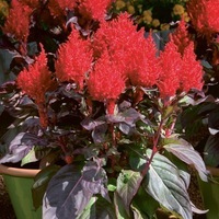 Graines de fleurs CELOSIE PLUMEUSE CHINA TOWN (Celosia argentea plumosa) - Graineterie A. DUCRETTET