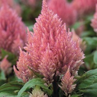 Graines de fleurs CELOSIE PLUMEUSE SMART LOOK (Celosia argentea plumosa) - Graineterie A. DUCRETTET