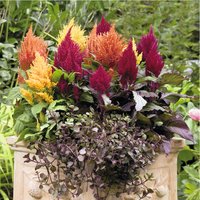 Graines de fleurs CELOSIE PLUMEUSE LOOK (Celosia argentea plumosa) - Graineterie A. DUCRETTET