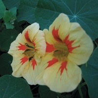 Graines de fleurs CAPUCINE PEACH MELBA (Tropaeolum (Nasturtium)) - Graineterie A. DUCRETTET