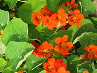  CAPUCINE CAPUCINE-SPITFIRE (Tropaeolum (Nasturtium))-rouge orangé - Graineterie A. DUCRETTET