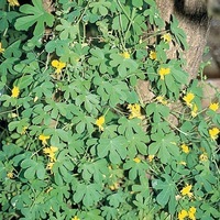 Graines de fleurs CAPUCINE des Canaries (Tropaeolum peregrinum (canariense)) - Graineterie A. DUCRETTET
